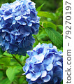 Akiruno Minamisawa Hydrangea Mountain 79270197