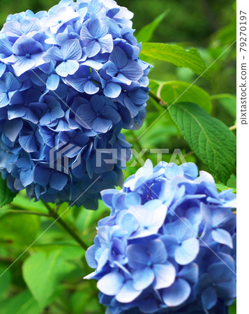 Akiruno Minamisawa Hydrangea Mountain 79270197