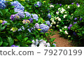 16: 9 Akiruno Minamisawa Hydrangea Mountain 79270199