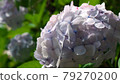 16: 9 Akiruno Minamisawa Hydrangea Mountain 79270200