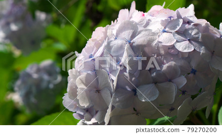 16: 9 Akiruno Minamisawa Hydrangea Mountain 79270200