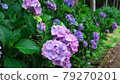 16: 9 Akiruno Minamisawa Hydrangea Mountain 79270201