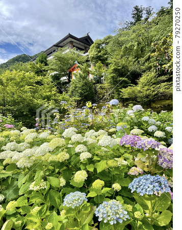 熊野那智大社盛開的繡球花 79270250