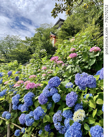 Hydrangea of Kumano Nachi Taisha Shrine, Wakayama Prefecture Hydrangea of Kumano Nachi Taisha Shrine, Wakayama Prefecture 79270252