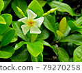 植物，亞洲茉莉花 79270258
