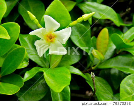植物,亞洲茉莉花 植物,亞洲茉莉花 79270258