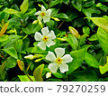 植物，亞洲茉莉花 79270259