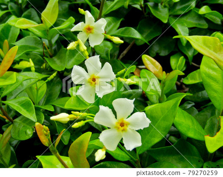 植物,亞洲茉莉花 植物,亞洲茉莉花 79270259