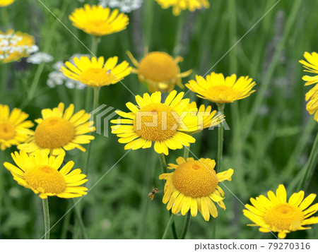 Dyers chamomile Dyers chamomile 79270316