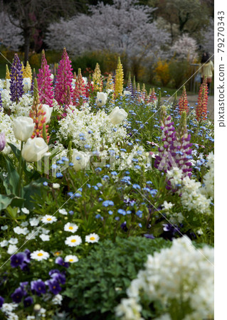 Beautifully blooming flowers such as lupines and tulips in the garden 79270343
