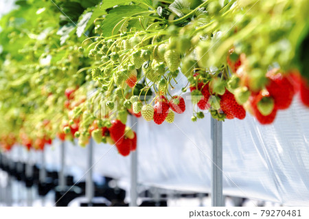 Strawberry picking 79270481