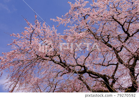 Sakura in Gotemba Chichibunomiya Memorial Park 79270592