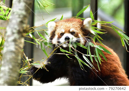 小熊貓 小熊貓 79270642