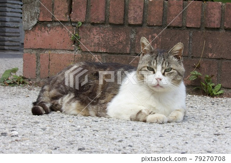 一隻晴朗的野生貓 79270708