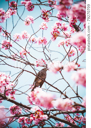 Kacho Fugetsu(沒有月亮) Kacho Fugetsu(沒有月亮) 79270709