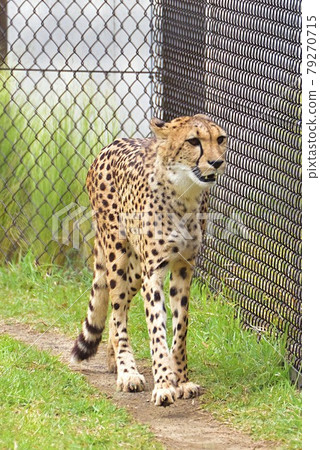 Cheetah Cheetah 79270715