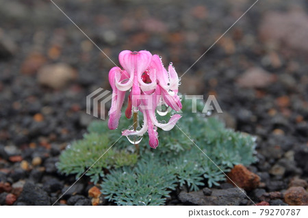 秋田駒岳的高山植物皇后 Dicentra peregrina 79270787