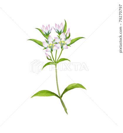 Swertia japonica watercolor painting Swertia japonica watercolor painting 79270797