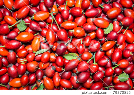 Rose hip fruits background 79270835