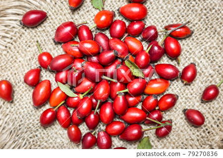 Rose hip fruits background Rose hip fruits background 79270836