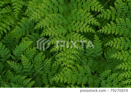 美麗有序的蕨葉 美麗有序的蕨葉 79270859