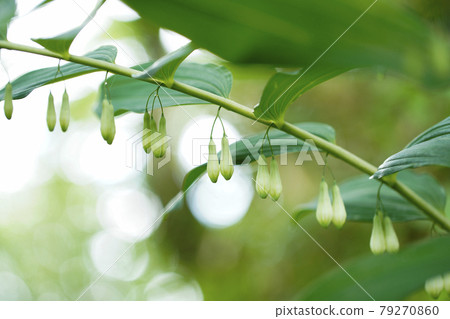 盛開在夏山的可愛鳴子百合 79270860