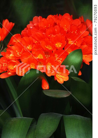 君子蘭大花朱紅色 79270893