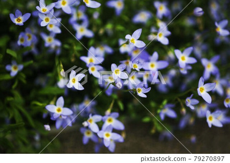 Hinasou blue florets 79270897