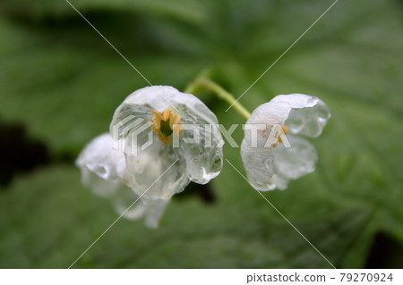 雨中濕透的骷髏花 雨中濕透的骷髏花 79270924