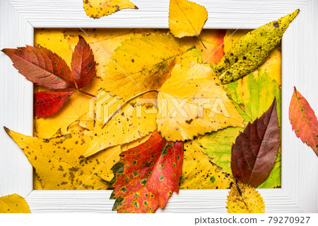 Colorful autumn background Colorful autumn background 79270927