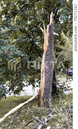 Broken tree trunk after a hurricane. Consequences after a strong wind in the city. Be careful. Storm wind. Broken tree trunk after a hurricane. Consequences after a strong wind in the city. Be careful. Storm wind. 79271162