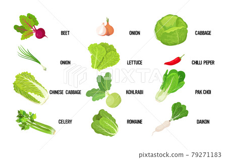 set fresh green salad leaves tasty vegetarian healthy food concept horizontal set fresh green salad leaves tasty vegetarian healthy food concept horizontal 79271183