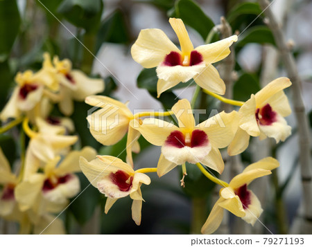 Dendrobium Gutton Sunray Dendrobium Gutton Sunray 79271193