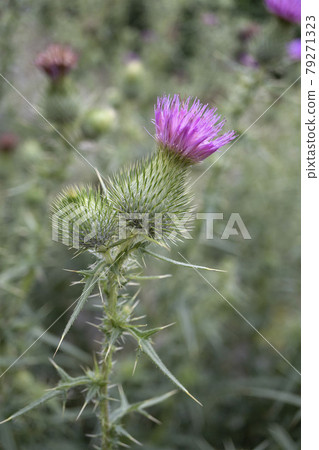 Spear Thistle flowers and sharp thorn leaves up Spear Thistle flowers and sharp thorn leaves up 79271323