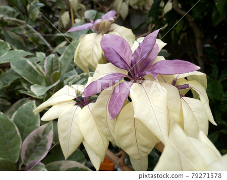 Solandra Maxima Warimo 79271578