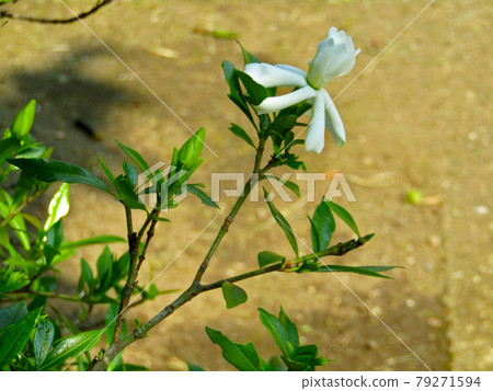 Plant, gardenia flower Plant, gardenia flower 79271594