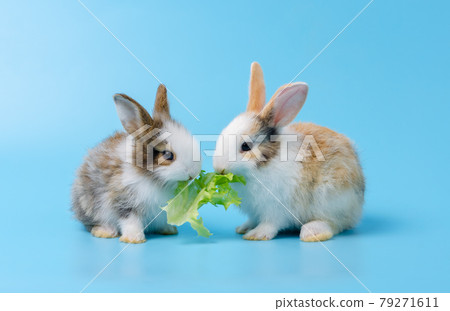 Two bunny rabbits eating lettuce vegetable together on blue background. Two bunny rabbits eating lettuce vegetable together on blue background. 79271611