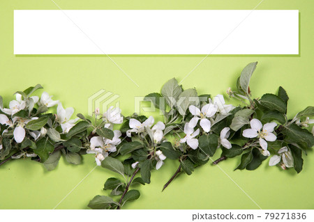 The minimum location of the flowering branches of an apple tree on a background of green paper with a white banner for text. Flat lay. Copy Space 79271836