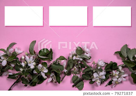 The minimum arrangement of the flowering branches of an apple tree on a background of pink paper with three sheets for text. Flat lay.Copy Space The minimum arrangement of the flowering branches of an apple tree on a background of pink paper with three sheets for text. Flat lay.Copy Space 79271837
