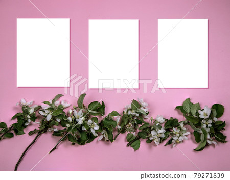 Creative minimal arrangement of flowering apple tree branches on a pink paper background with three A4 sheets for text. Flat lay.Copy Space Creative minimal arrangement of flowering apple tree branches on a pink paper background with three A4 sheets for text. Flat lay.Copy Space 79271839
