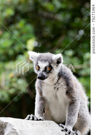 Ring-tailed lemurs at Kobe Animal Kingdom Ring-tailed lemurs at Kobe Animal Kingdom 79271964