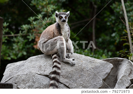 Ring-tailed lemurs at Kobe Animal Kingdom Ring-tailed lemurs at Kobe Animal Kingdom 79271973