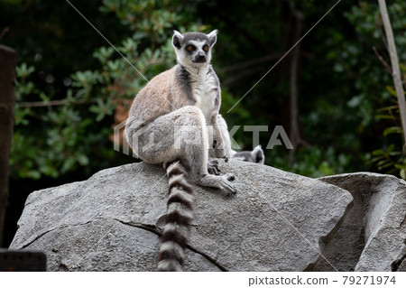 Ring-tailed lemurs at Kobe Animal Kingdom 79271974