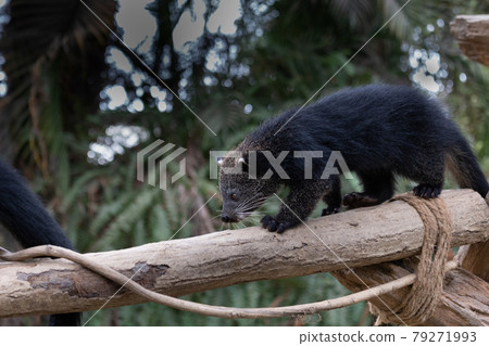 Children of Binturong in the Kobe Animal Kingdom 79271993