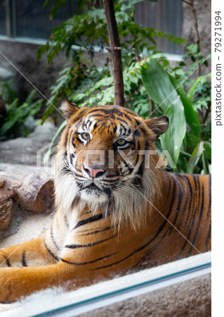 Kobe Animal Kingdom Sumatran Tiger 79271994