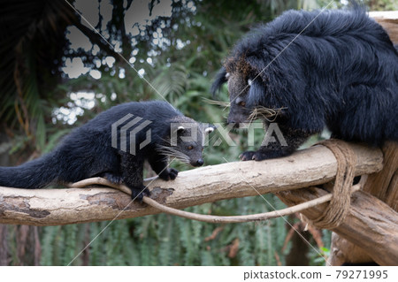 Parent and child of Binturong in Kobe Animal Kingdom 79271995