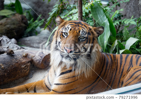 Kobe Animal Kingdom Sumatran Tiger Kobe Animal Kingdom Sumatran Tiger 79271996