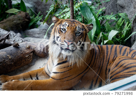 神戶動物王國蘇門答臘虎 79271998