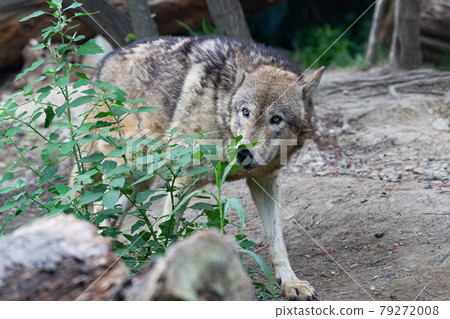 來自神戶動物王國的Shinrin狼 來自神戶動物王國的Shinrin狼 79272008