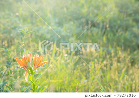 壁球莉莉1 壁球莉莉1 79272010